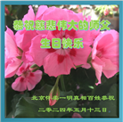 北京大法弟子恭贺世界法轮大法日暨师尊华诞(18条)