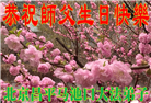 北京大法弟子恭贺世界法轮大法日暨师尊华诞(18条)
