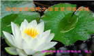 浙江大法弟子恭贺世界法轮大法日暨师尊华诞(20条)