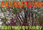 北京大法弟子恭贺世界法轮大法日暨师尊华诞(18条)