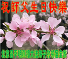 北京大法弟子恭贺世界法轮大法日暨师尊华诞(20条)