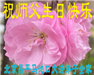 北京大法弟子恭贺世界法轮大法日暨师尊华诞(20条)
