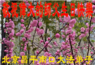 北京大法弟子恭贺世界法轮大法日暨师尊华诞(20条)