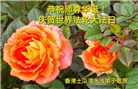 台湾、香港大法弟子恭贺世界法轮大法日暨师尊华诞