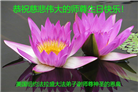 纽约地区大法弟子恭贺世界法轮大法日暨师尊华诞
