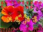 北京大法弟子恭贺世界法轮大法日暨师尊华诞(22条)