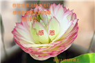 河南大法弟子恭贺世界法轮大法日暨师尊华诞(19条)