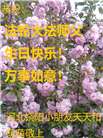 河北大法弟子恭贺世界法轮大法日暨师尊华诞(28条)