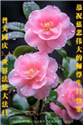 唐山大法弟子恭贺世界法轮大法日暨师尊华诞(23条)