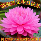 乡村大法弟子恭贺世界法轮大法日暨师尊华诞(22条)