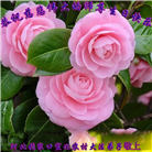 张家口大法弟子恭贺世界法轮大法日暨师尊华诞(23条)