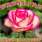 乡村大法弟子恭贺世界法轮大法日暨师尊华诞(22条)