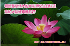 北京大法弟子恭贺世界法轮大法日暨师尊华诞(19条)