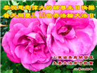 青岛大法弟子恭贺世界法轮大法日暨师尊华诞(21条)