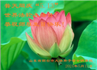山东大法弟子恭贺世界法轮大法日暨师尊华诞(19条)