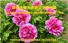 教育系统大法弟子恭贺世界法轮大法日暨师尊华诞(18条)