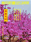 潍坊大法弟子恭贺世界法轮大法日暨师尊华诞(19条)