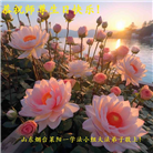 山东大法弟子恭贺世界法轮大法日暨师尊华诞(23条)