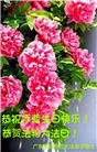 广东大法弟子恭贺世界法轮大法日暨师尊华诞(19条)
