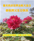 乡村大法弟子恭贺世界法轮大法日暨师尊华诞(19条)