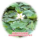 台湾、香港、澳门、新加坡大法弟子恭贺世界法轮大法日暨师尊华诞