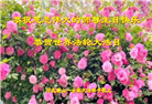 唐山大法弟子恭贺世界法轮大法日暨师尊华诞(23条)
