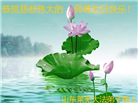 山东大法弟子恭贺世界法轮大法日暨师尊华诞(23条)