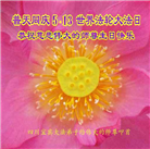 四川大法弟子恭贺世界法轮大法日暨师尊华诞(22条)