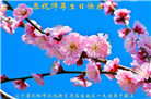 沈阳大法弟子恭贺世界法轮大法日暨师尊华诞(21条)