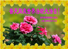 沈阳大法弟子恭贺世界法轮大法日暨师尊华诞(21条)