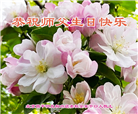 北京大法弟子恭贺世界法轮大法日暨师尊华诞(18条)