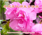 北京等地大法弟子恭贺世界法轮大法日暨师尊华诞(31条)