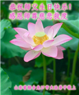 山东大法弟子恭贺世界法轮大法日暨师尊华诞(35条)