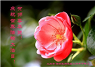 大陆大法弟子恭贺世界法轮大法日暨师尊华诞(27条)