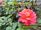 江苏大法弟子恭贺世界法轮大法日暨师尊华诞(20条)