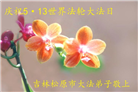 吉林省大法弟子恭贺世界法轮大法日暨师尊华诞(22条)