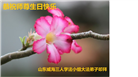 山东大法弟子恭贺世界法轮大法日暨师尊华诞(22条)