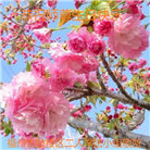 大陆大法弟子恭贺世界法轮大法日暨师尊华诞(114条)