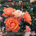 大陆大法弟子恭贺世界法轮大法日暨师尊华诞(114条)