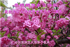 大陆大法弟子恭贺世界法轮大法日暨师尊华诞(176条)