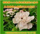 大陆大法弟子恭贺世界法轮大法日暨师尊华诞(176条)