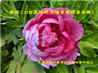 大陆大法弟子恭贺世界法轮大法日暨师尊华诞(176条)