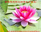 大陆大法弟子恭贺世界法轮大法日暨师尊华诞(176条)