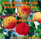 大陆大法弟子恭贺世界法轮大法日暨师尊华诞(176条)