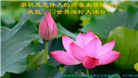大陆大法弟子恭贺世界法轮大法日暨师尊华诞(189条)