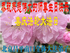 大陆大法弟子恭贺世界法轮大法日暨师尊华诞(25条)