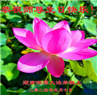 大陆大法弟子恭贺世界法轮大法日暨师尊华诞(25条)