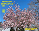 美东地区大法弟子恭贺世界法轮大法日暨师尊华诞