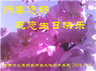甘肃大法弟子恭贺世界法轮大法日暨师尊华诞(19条)