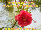 秦皇岛大法弟子恭贺世界法轮大法日暨师尊华诞(19条)